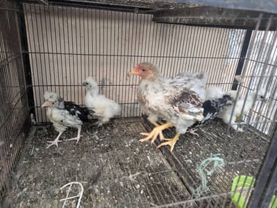 wyandotte. . . . Silkie. . . . . Mottled Polish
