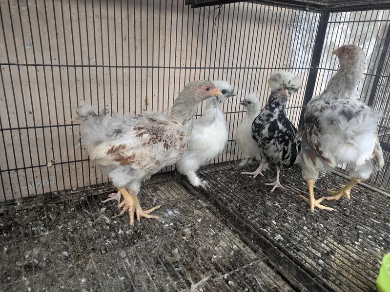 wyandotte. . . . Silkie. . . . . Mottled Polish — photo 2