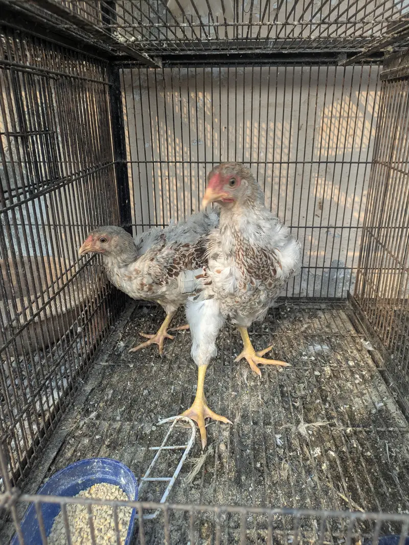 wyandotte. . . . Silkie. . . . . Mottled Polish — photo 3