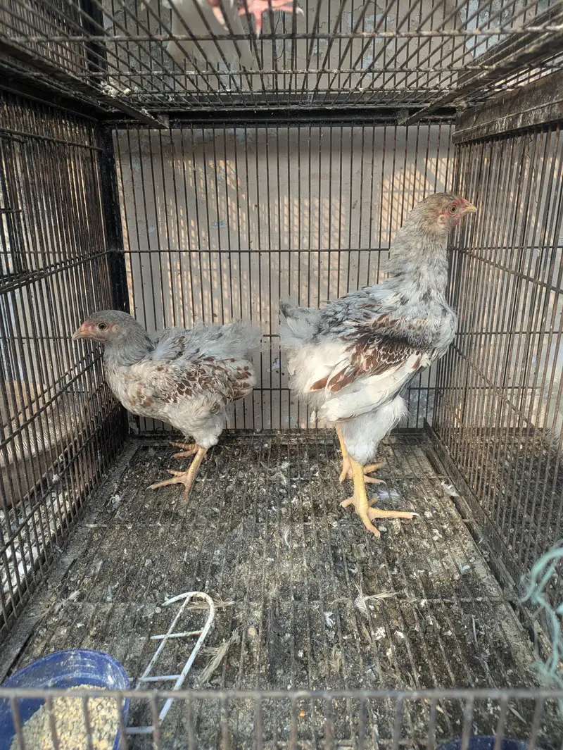 wyandotte. . . . Silkie. . . . . Mottled Polish — photo 4