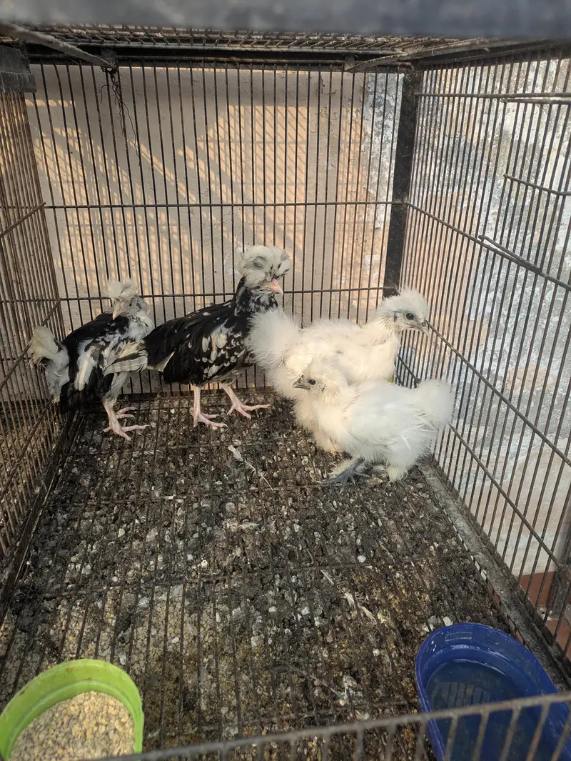 wyandotte. . . . Silkie. . . . . Mottled Polish — photo 5