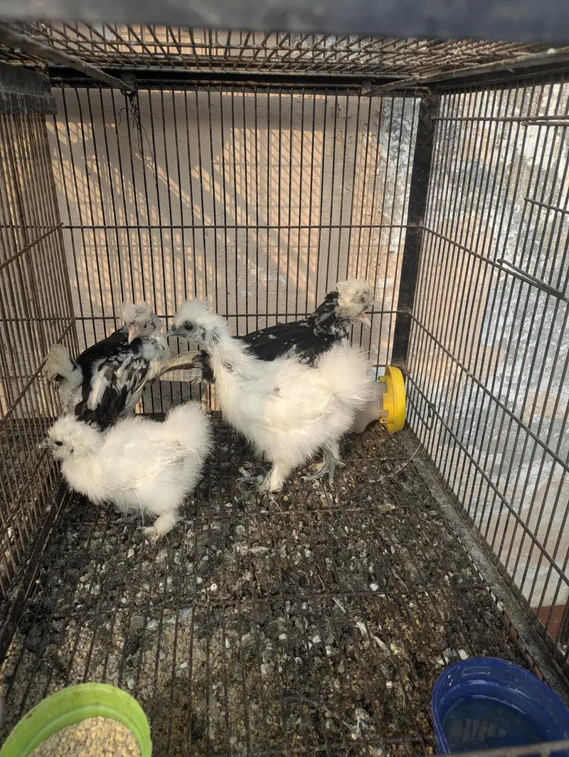 wyandotte. . . . Silkie. . . . . Mottled Polish — photo 6