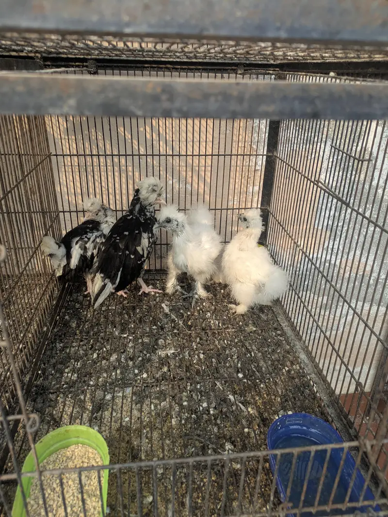 wyandotte. . . . Silkie. . . . . Mottled Polish — photo 7