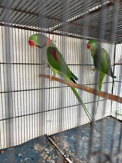 Raw Pahari pair breeder