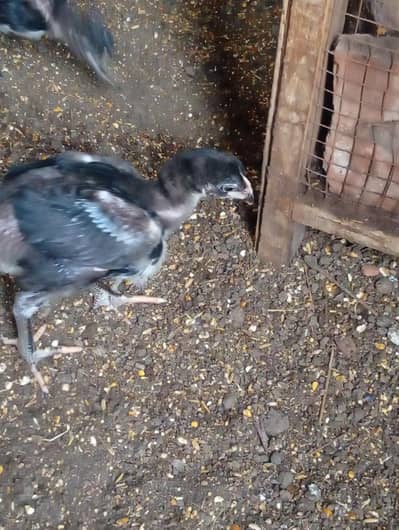 Aseel Thai chick and Golden buff chick for sale