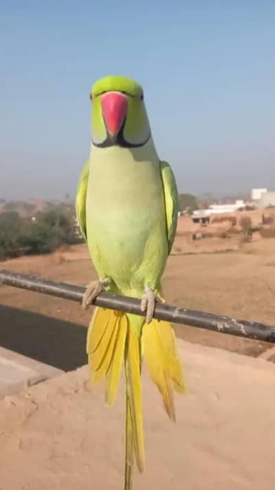 inbox olx only tame talking parrot breeder male fully hand Tam