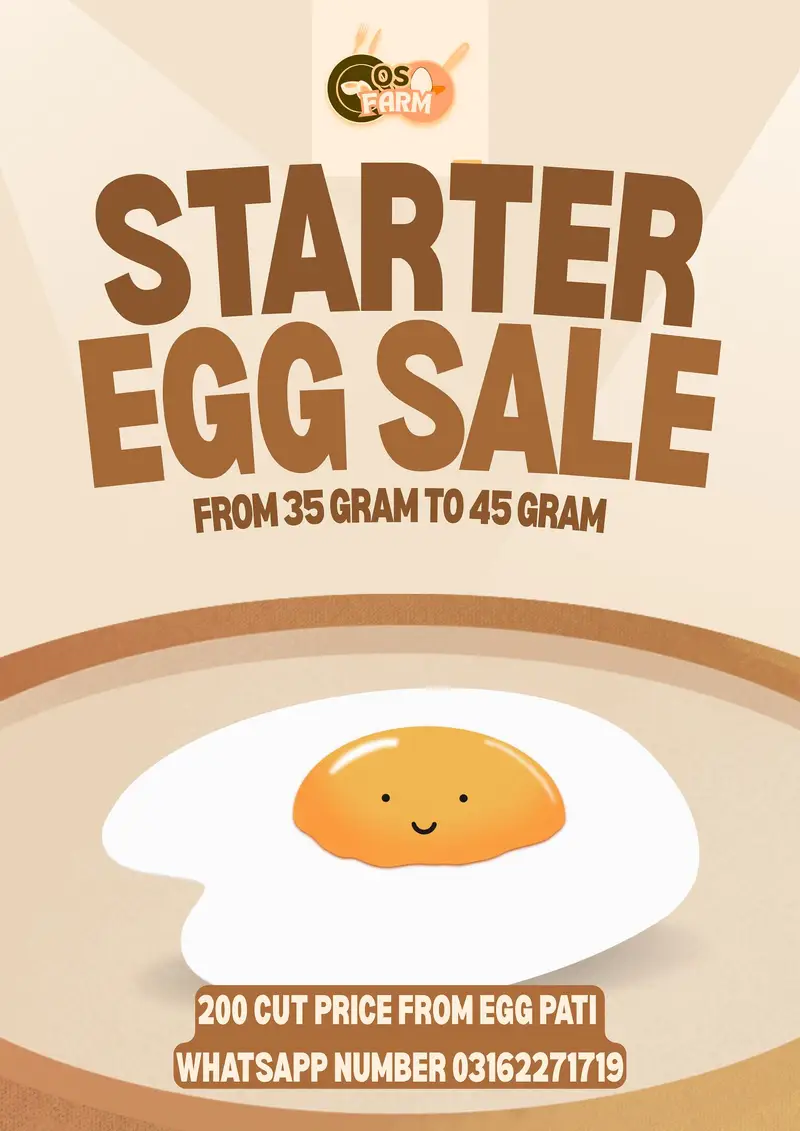 Starter egg for sale