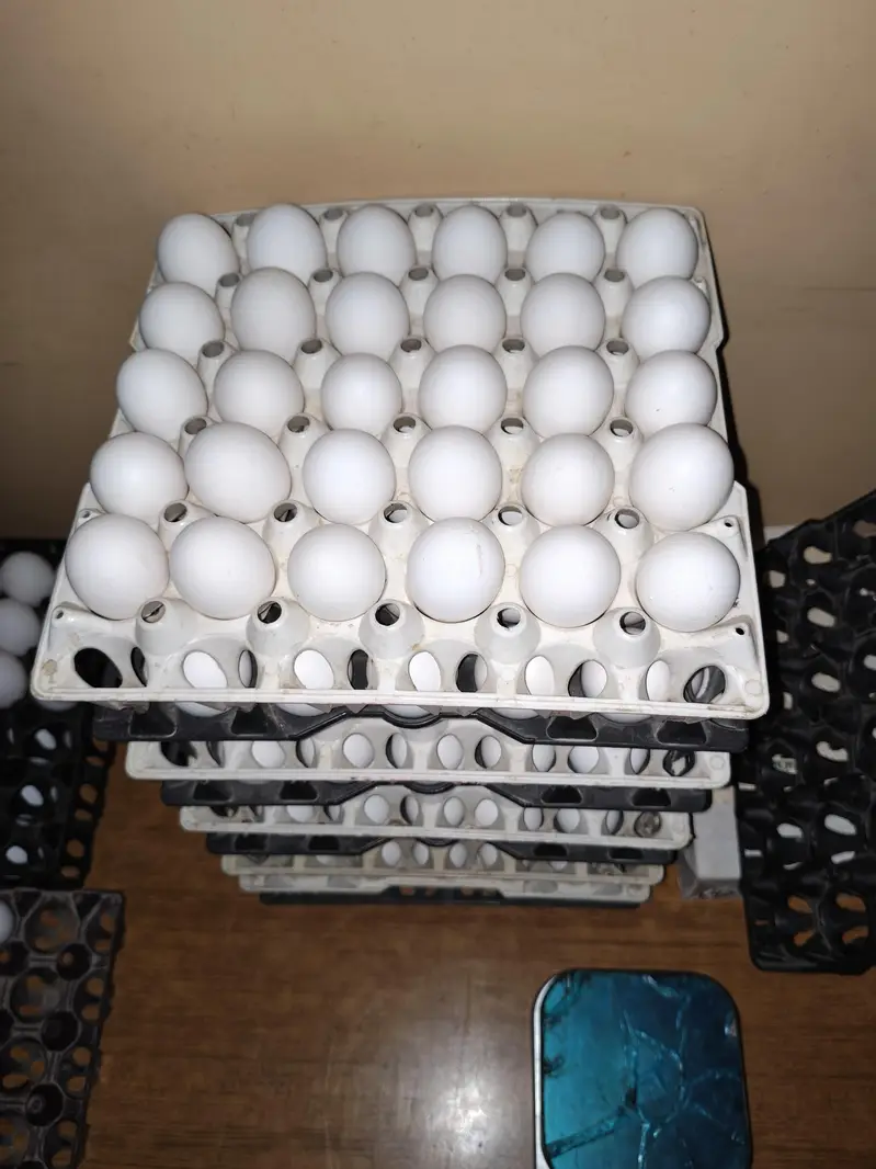 Starter egg for sale — photo 2