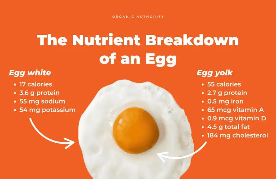 Starter egg for sale — photo 3