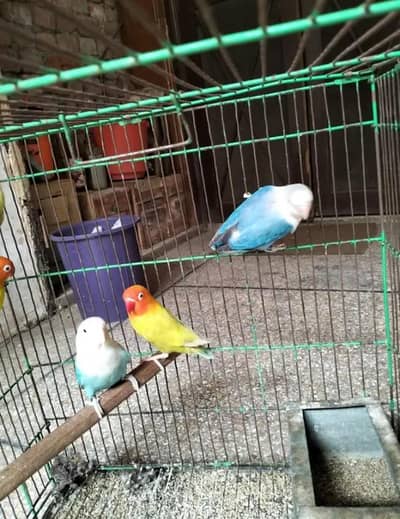 love bird breeder pair