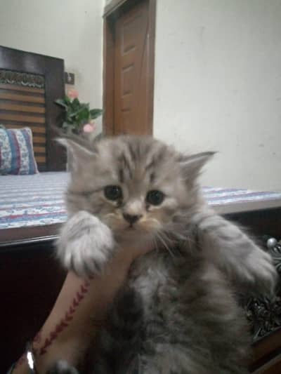 Persian kittens 03095320663