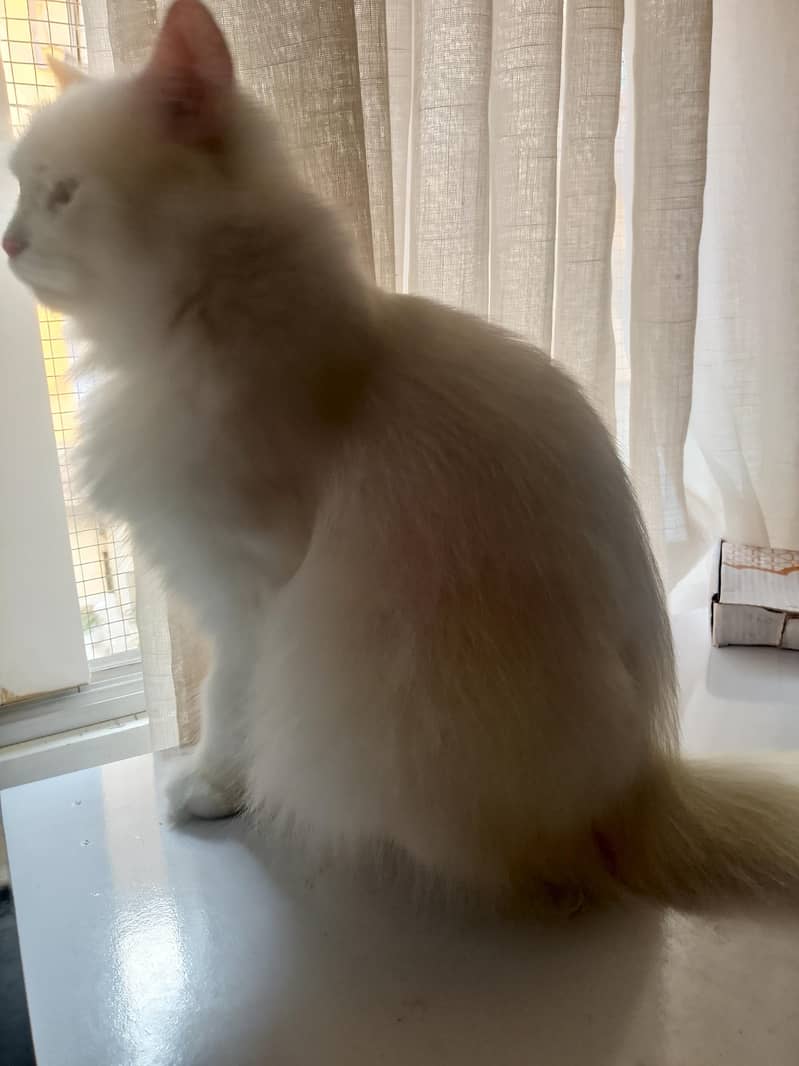 playful acvt 0