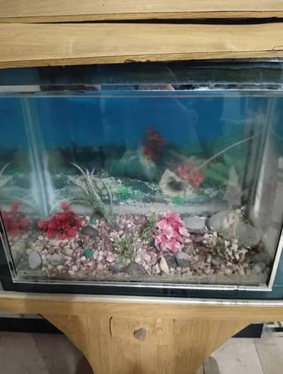 Fish Aquarium for Sale