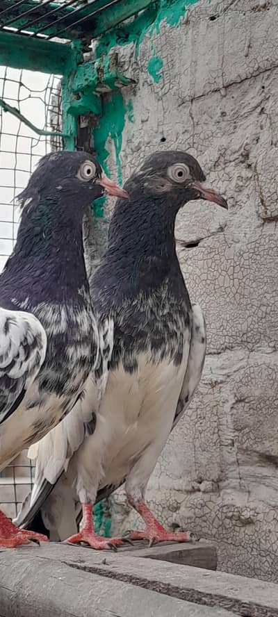 Royal teddy, Golden pair pure quality, healthy and active