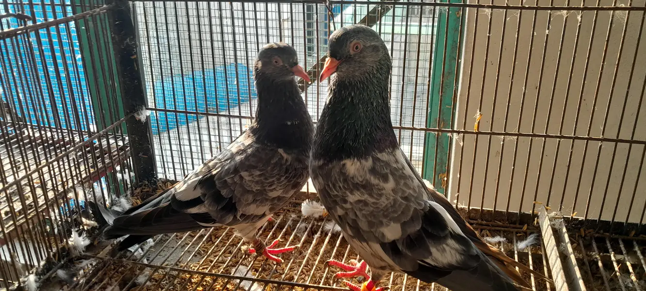 Royal teddy, Golden pair pure quality, healthy and active — photo 12