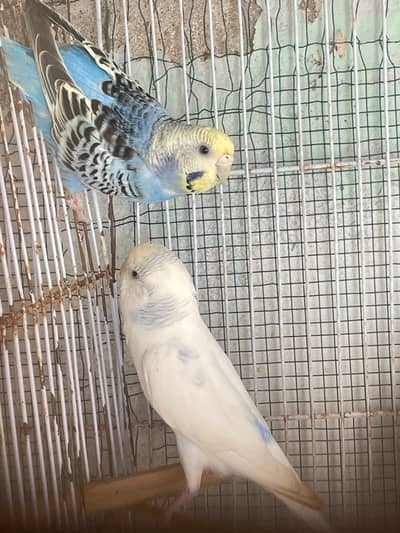 budgies pairs