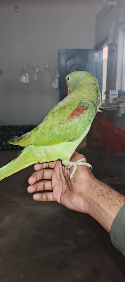 Alexandrine Raw Parrot - Fully Hand Tamed & Talkative