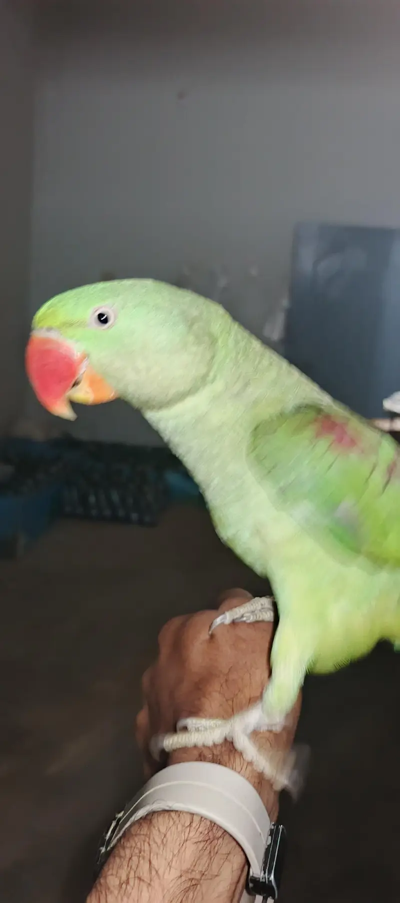 Alexandrine Raw Parrot - Fully Hand Tamed & Talkative — photo 2