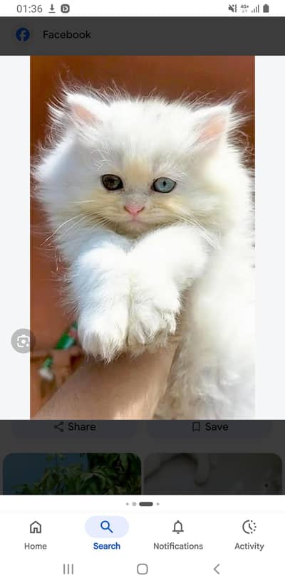 Family kittens cash on delivery