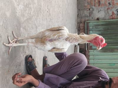 pure Sindhi aseel