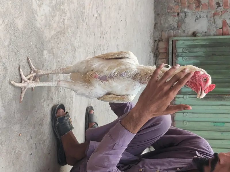 pure Sindhi aseel — photo 2