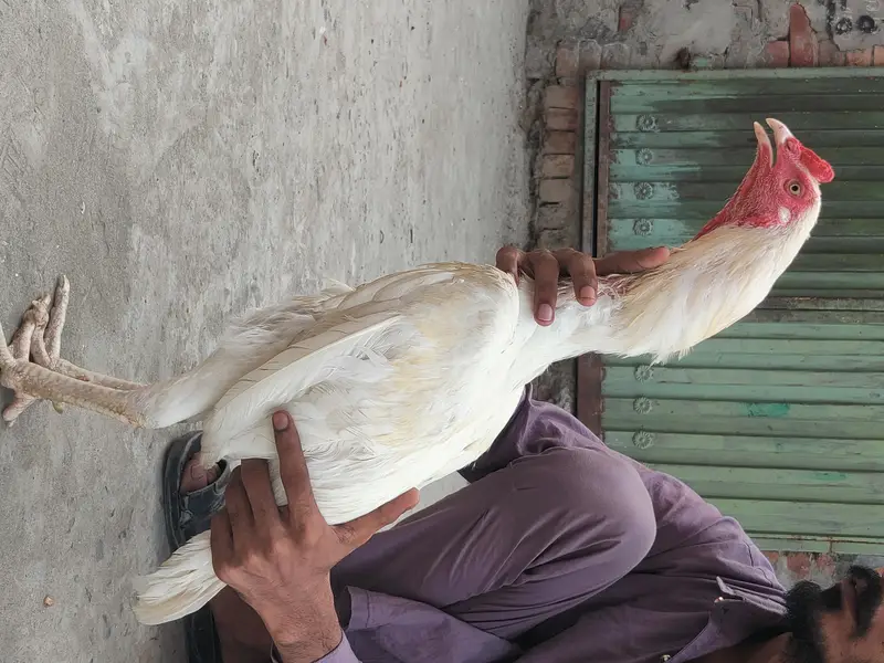 pure Sindhi aseel — photo 3