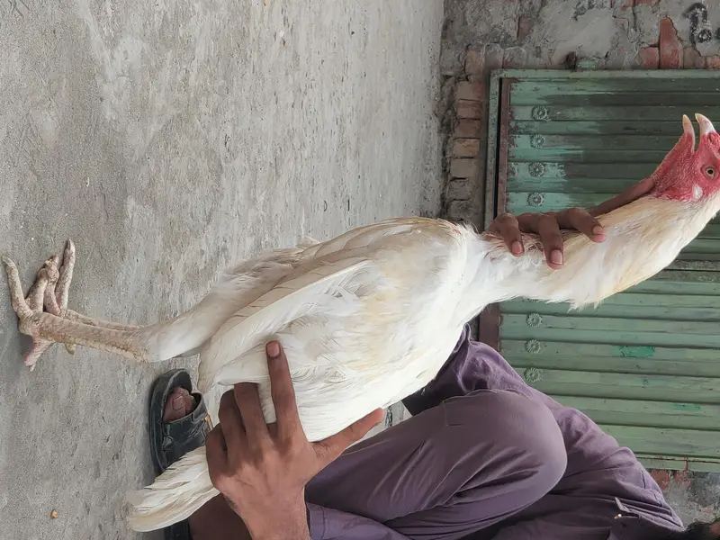 pure Sindhi aseel — photo 6
