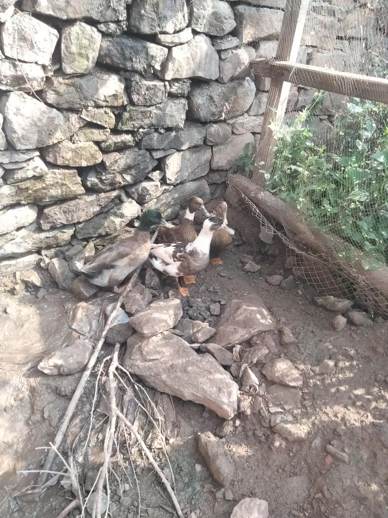 dasi duck — photo 2