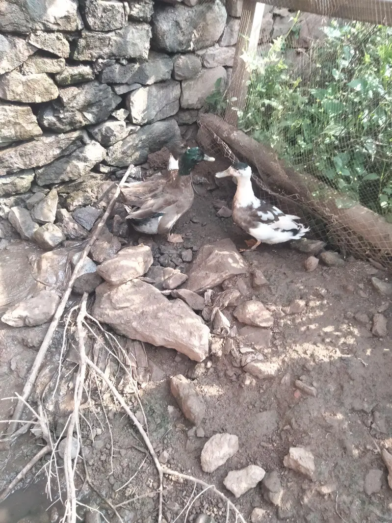 dasi duck — photo 3