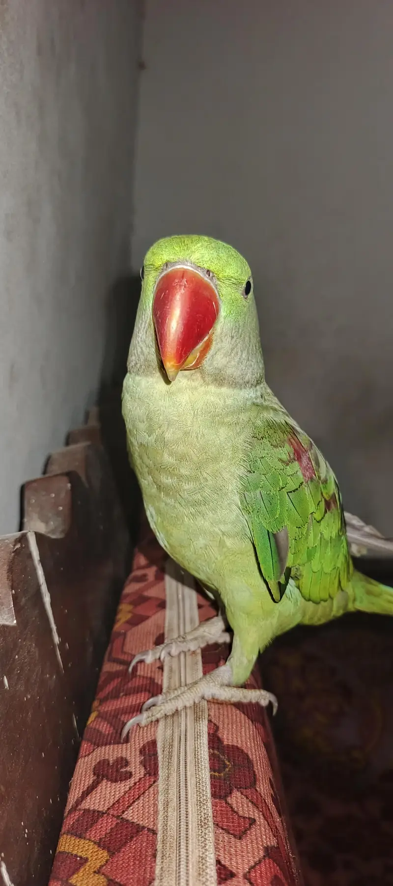 Alexandrine Raw Parrot - Fully Hand Tamed & Talkative — photo 3