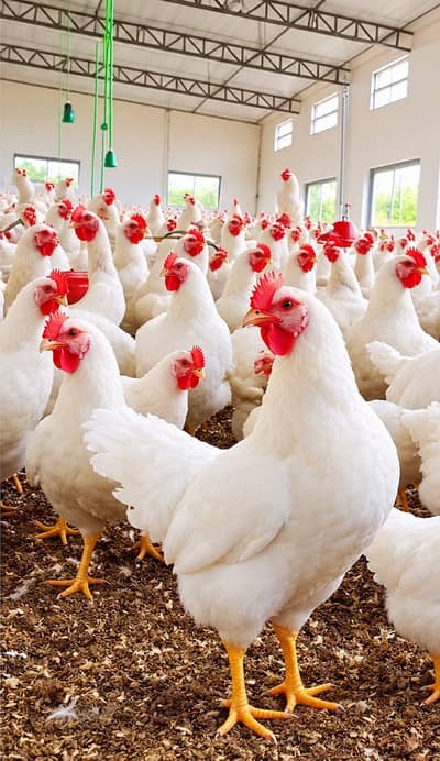 White Layer Hens | Layers Hens | Egg Lying Layers Hens avialble