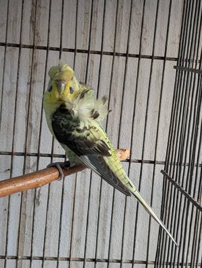Black Wing Hagoromo Female