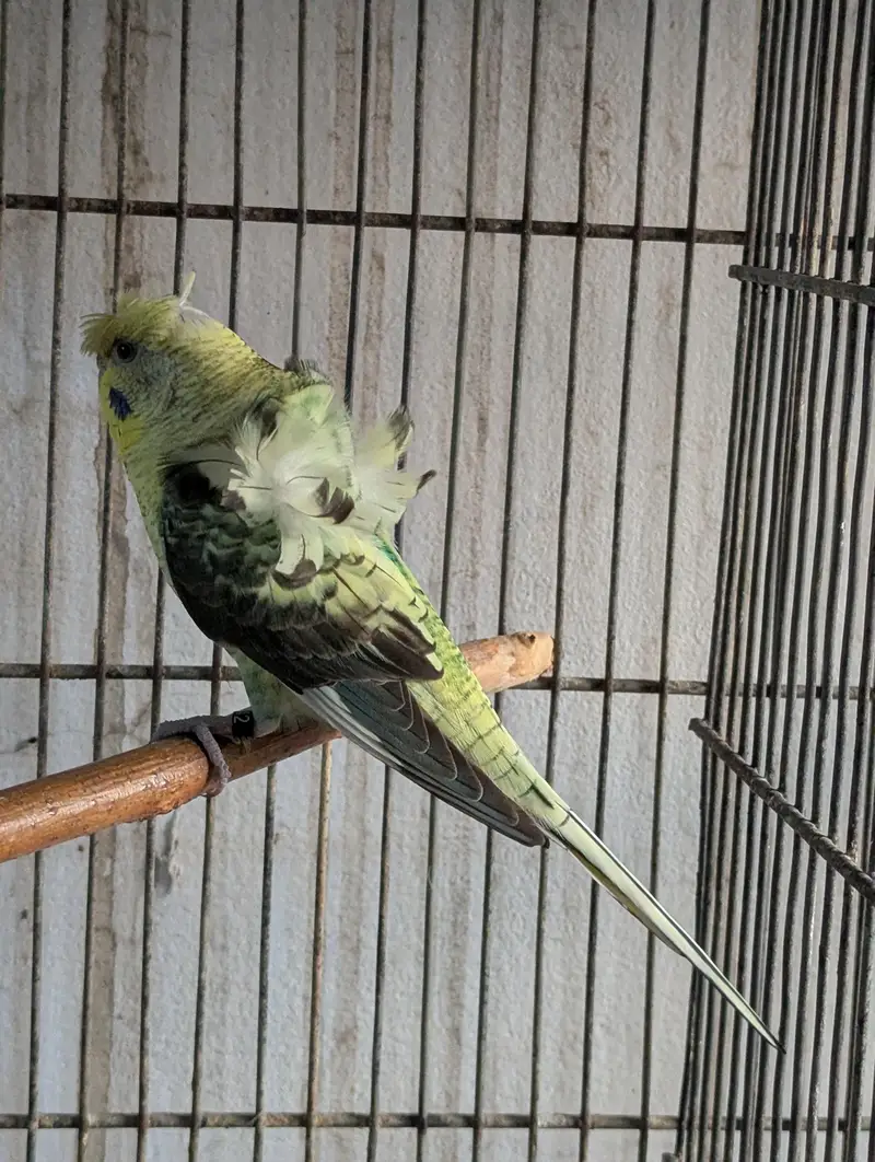 Black Wing Hagoromo Female — photo 2