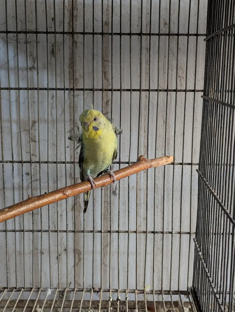 Black Wing Hagoromo Female — photo 3