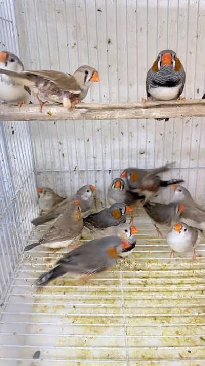 Finches 4 pairs