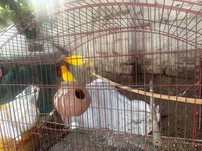 Lovebird for sale