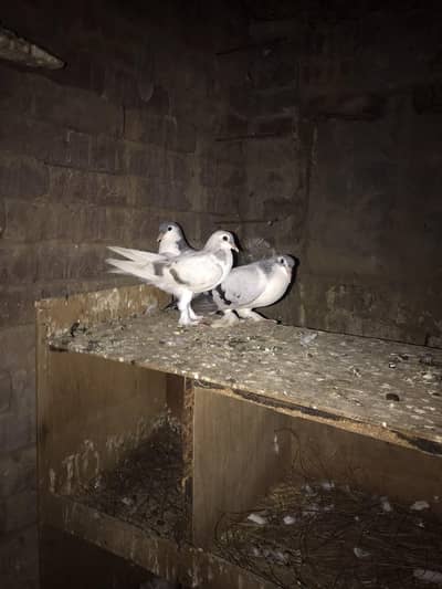 mujy yeh apna sherazi pigeon sale krna ha