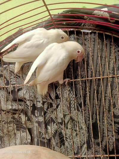 Albino Red eyes breeder pair