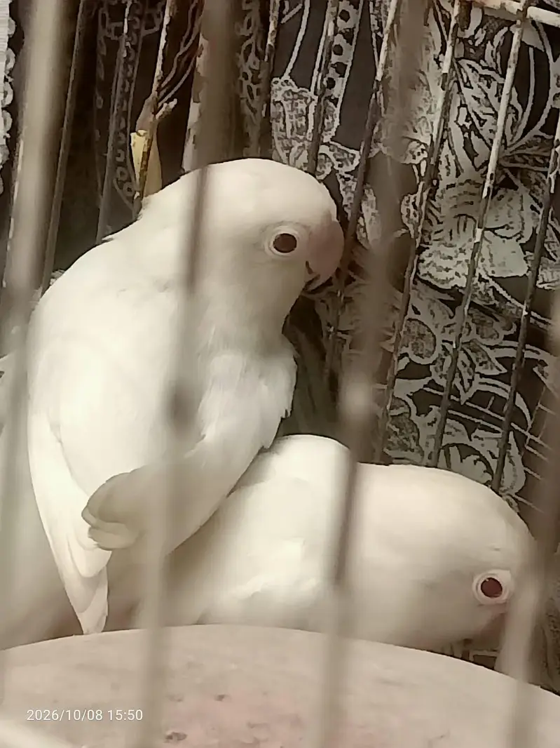 Albino Red eyes breeder pair — photo 2