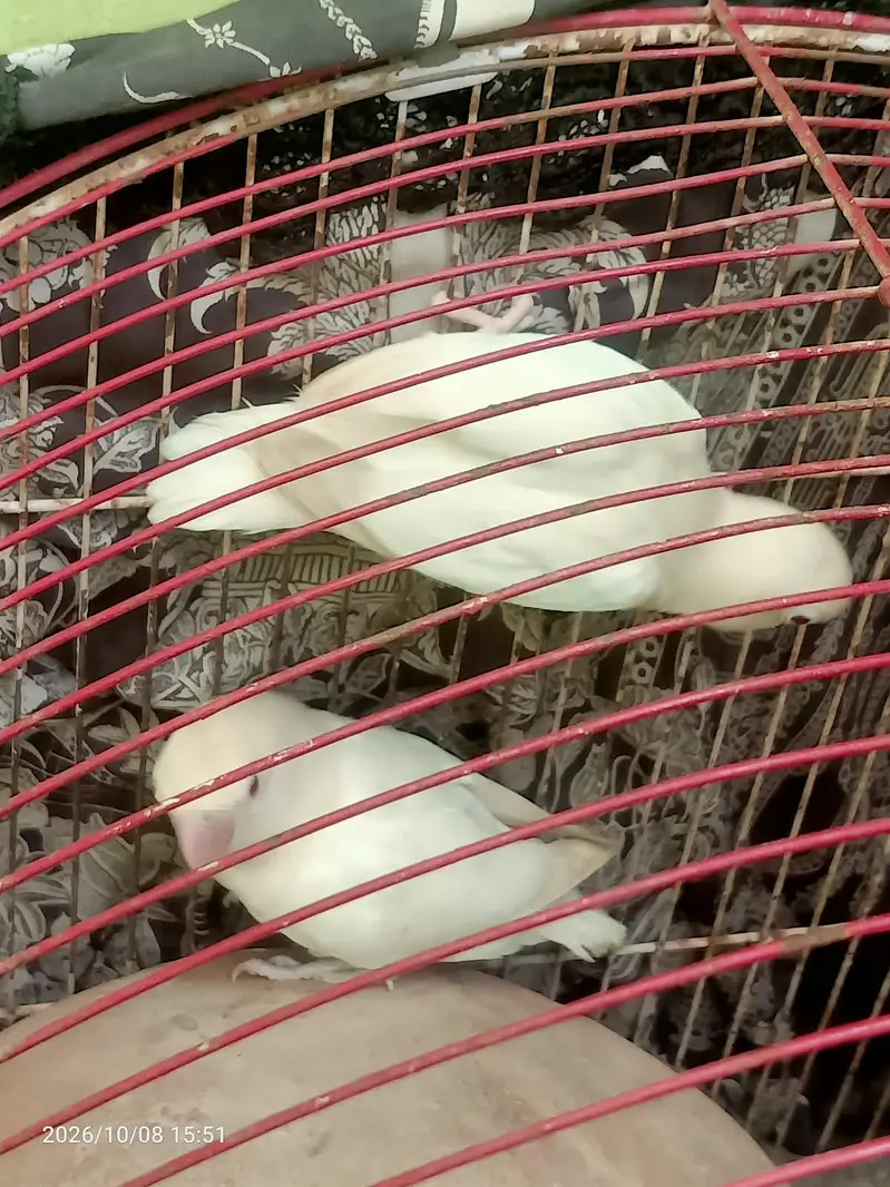 Albino Red eyes breeder pair — photo 3