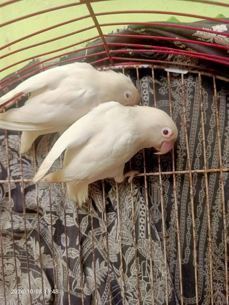 Albino Red eyes breeder pair — photo 4