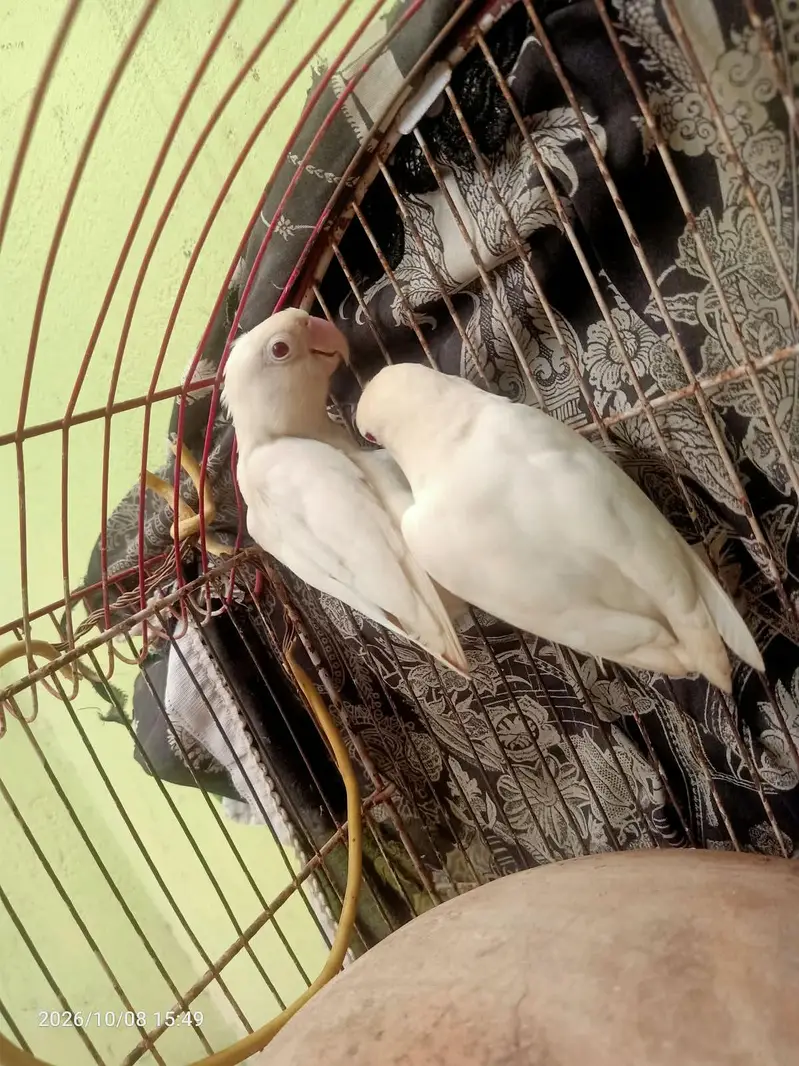 Albino Red eyes breeder pair — photo 5