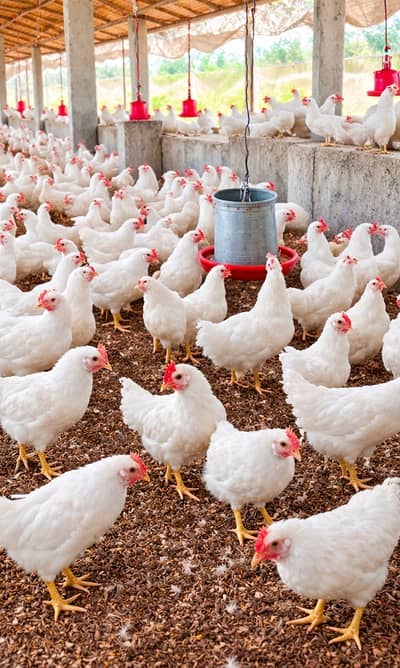 layer / white layer / hens / white layer hens for sale