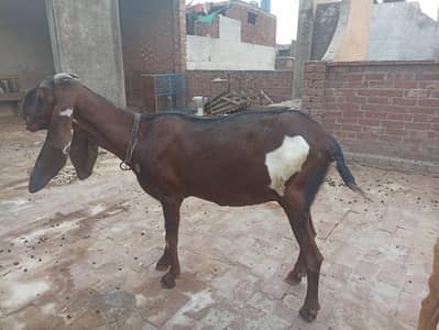 nagri beetal big size bakri