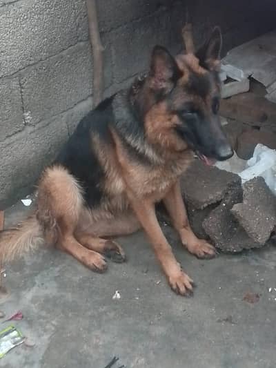 German Shepherd female bohat manasab kimat per day du ga