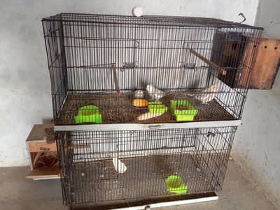 cage and cocktail parrot for sale