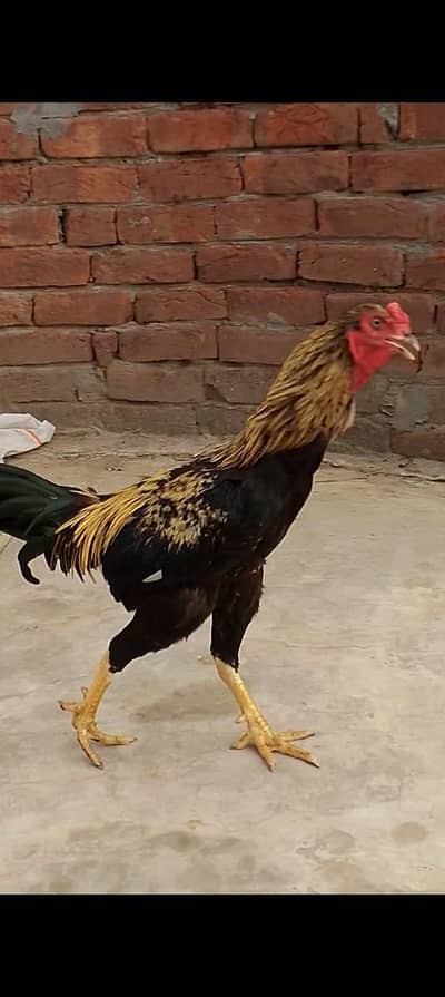 aseel murga