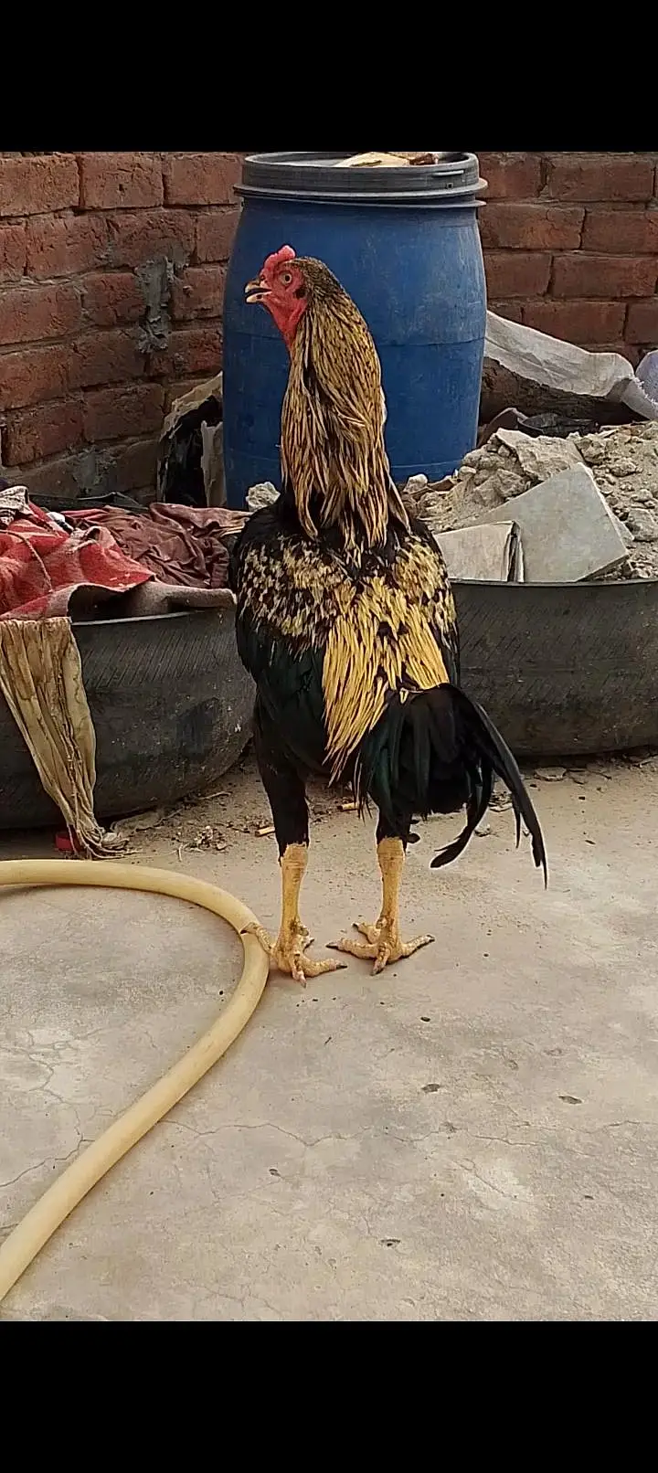 aseel murga — photo 2