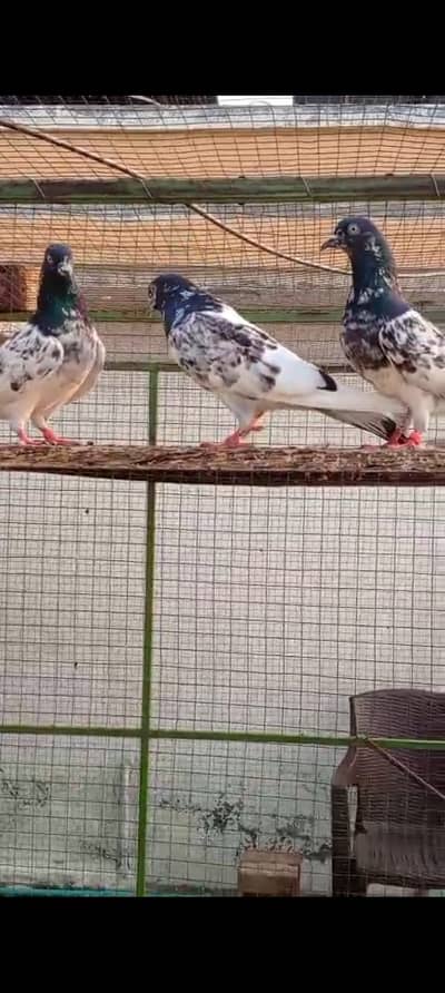 Kabuter 10 Pcs kaly Muh Waly Shiekho Waly kabuter