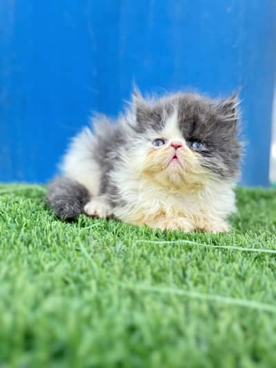 Piki peke Face Kitten